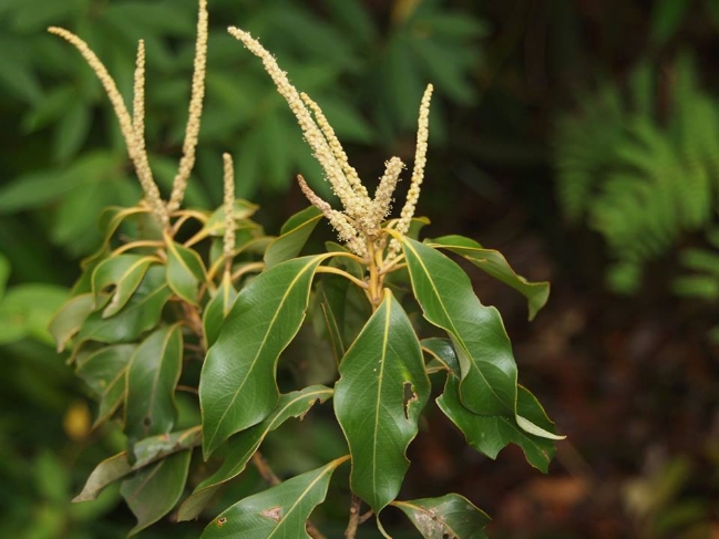 Phát[-]hiện[-]loài[-]thực[-]vật[-]mới[-]tại[-]Vườn[-]quốc[-]gia[-]Vũ[-]Quang